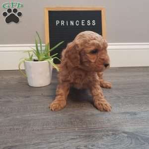 Princess, Mini Goldendoodle Puppy